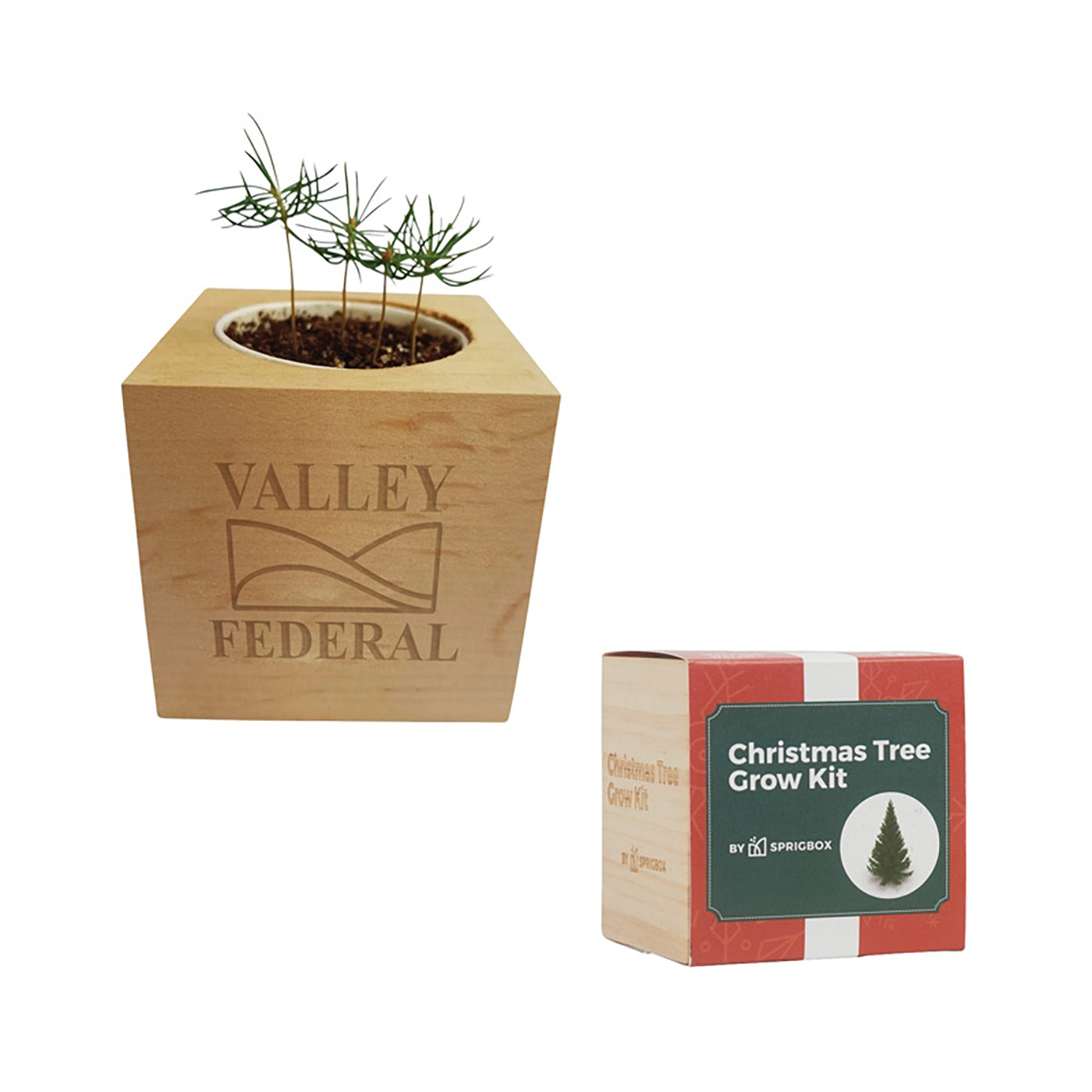 Norway Spruce Christmas Tree Grow Kit