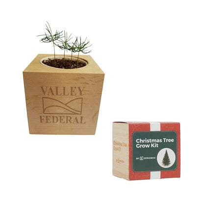 Norway Spruce Christmas Tree Grow Kit